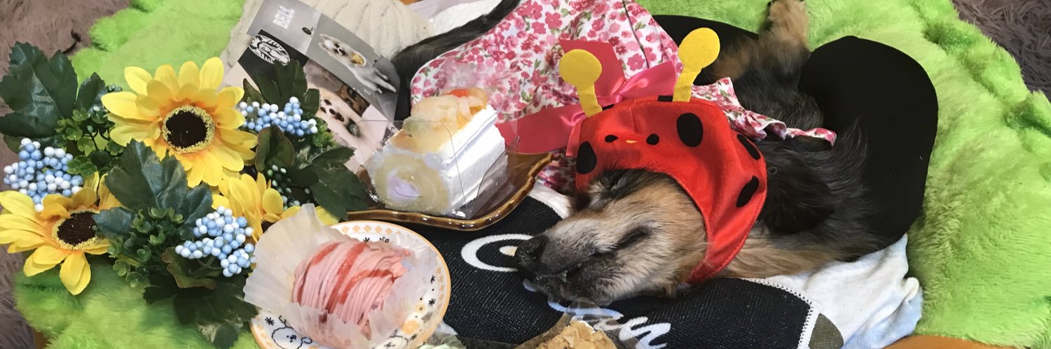 19歳✨✨まる爺🐶🐾's banner