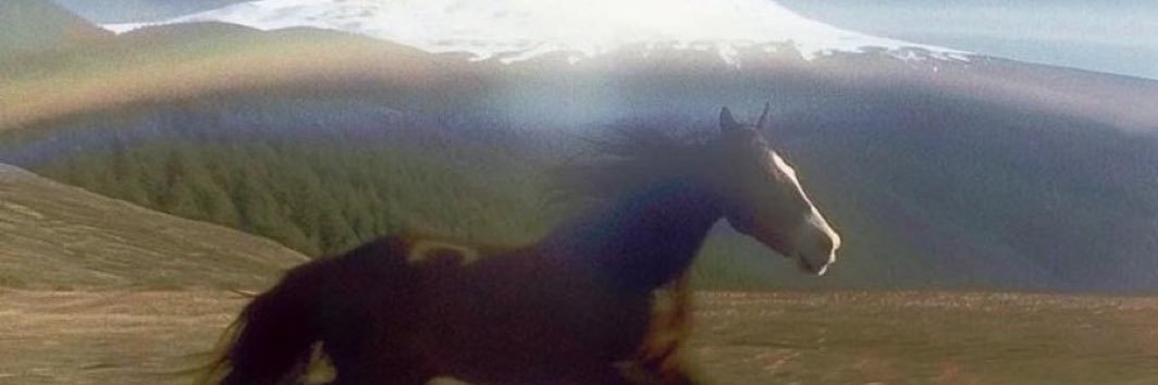 a dinosaur 🦕's banner
