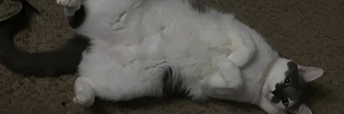 Meowmaritus's banner
