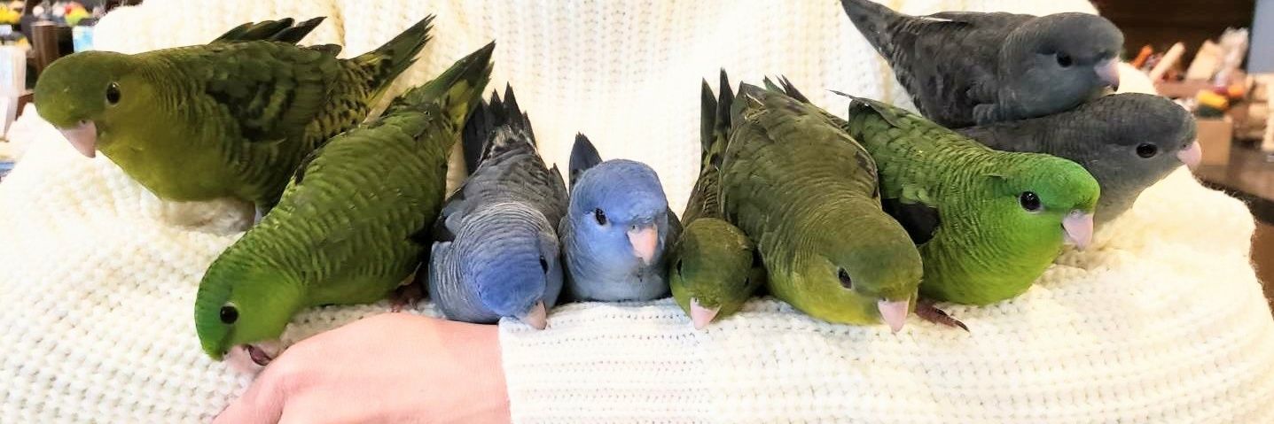 Bird Cafe Oasis［ふれあいメインの鳥カフェ］'s banner