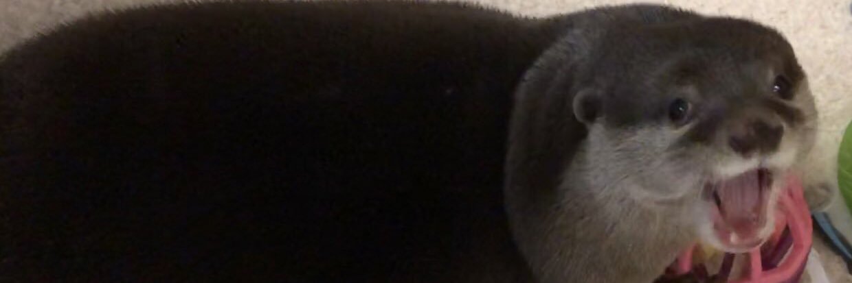 little otter____home's banner