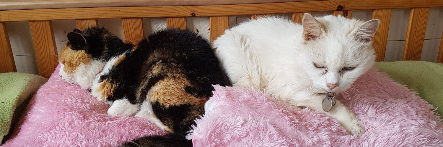 Shropshire Cat Rescue's banner