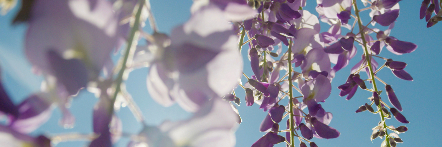 ✨'s banner