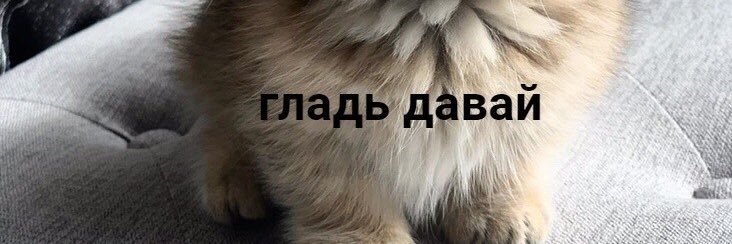 Кошачья Леди's banner