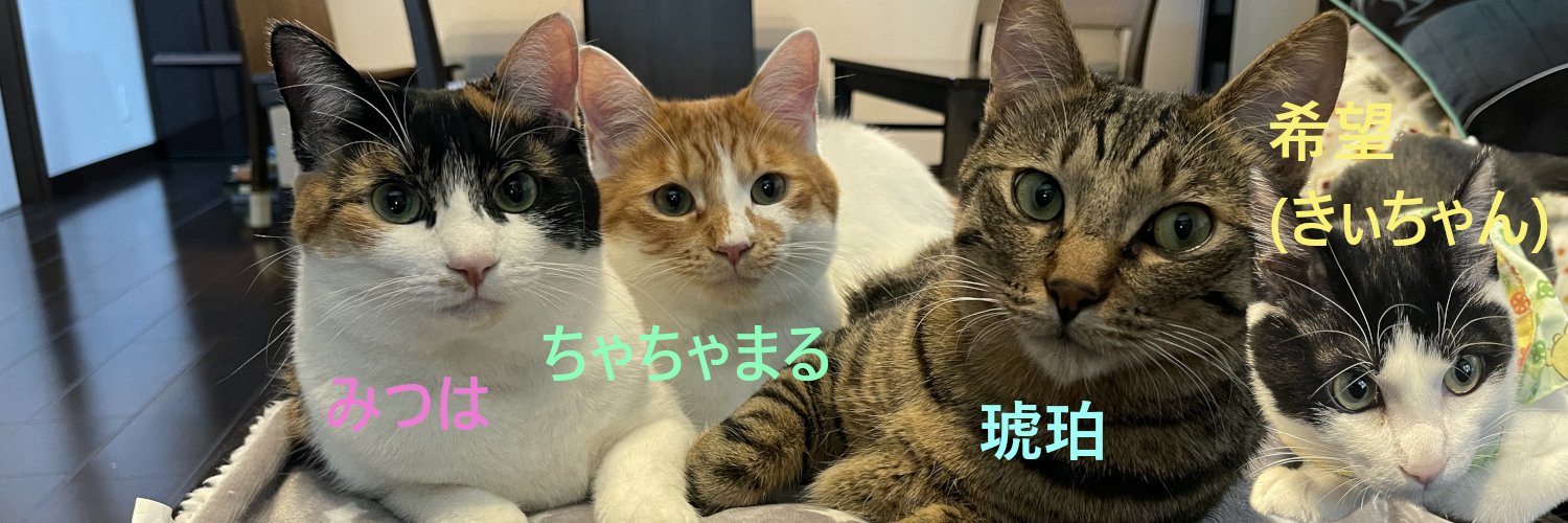 琥みっちゃきぃ@保護猫's banner
