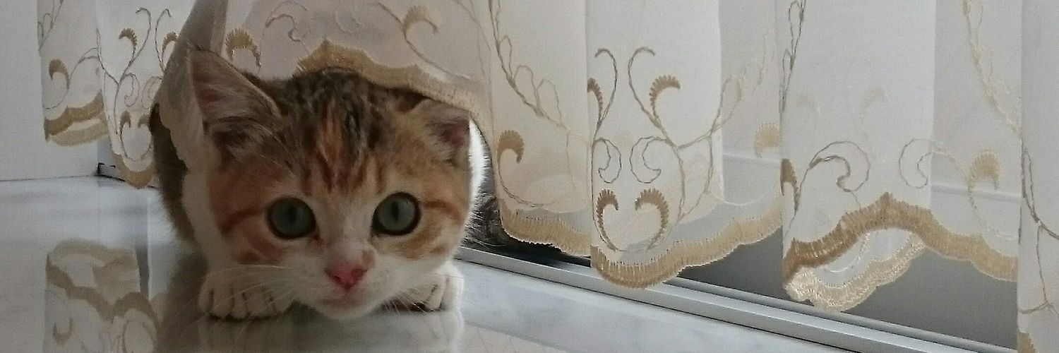 chichinanko保護猫を家族に🌿里親詐欺・虐待から動物たちを守りたい's banner