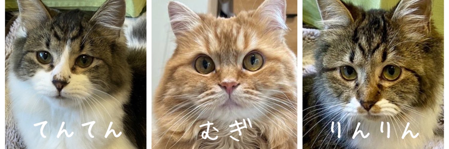 むぎ🦁+（てんてん&りんりん）'s banner