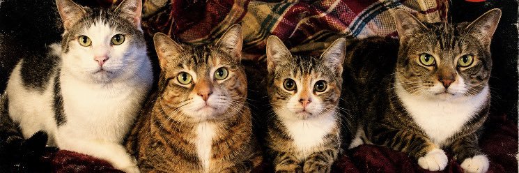 きょうの猫まんま's banner