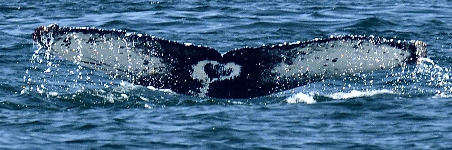 Seafari's banner