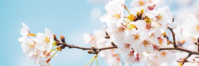若女将(見習い)ももち🍑's banner
