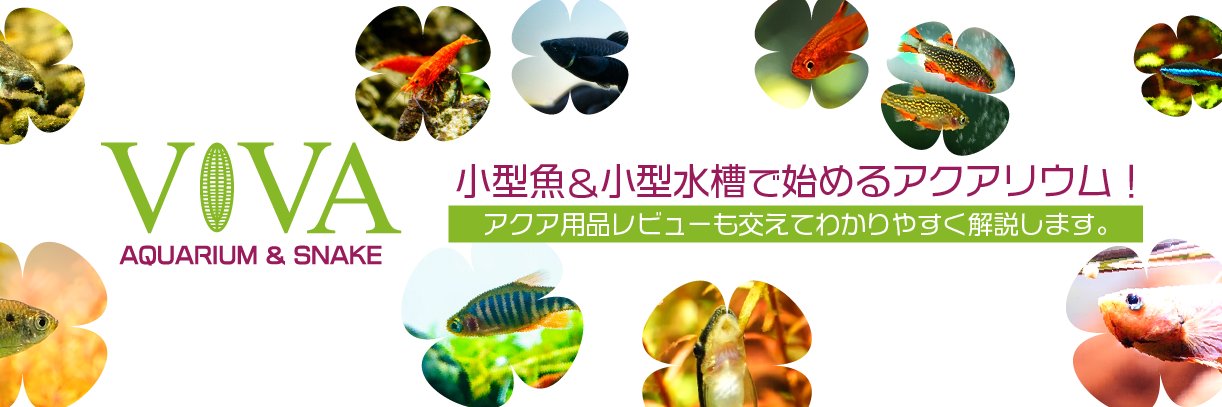 ビバアクア【アクアリウムYoutuber】's banner