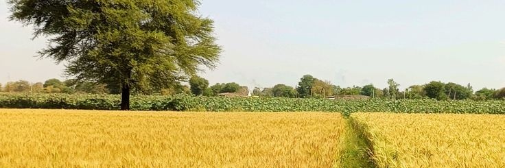 Sastronomo's banner