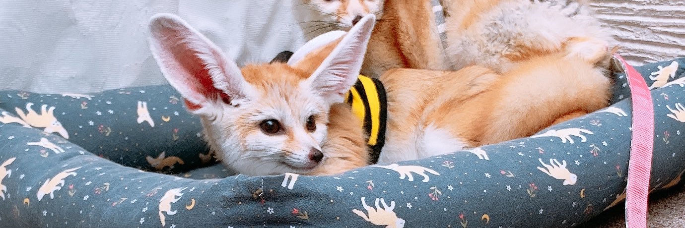 おあげちゃん's banner