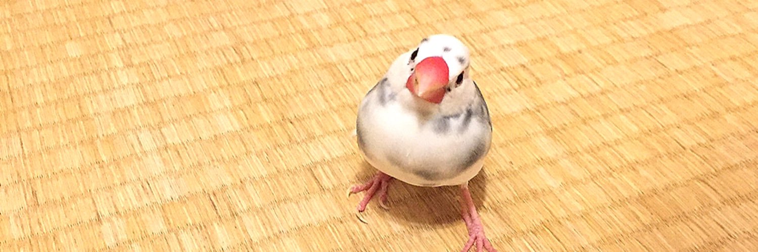 ぴよた's banner