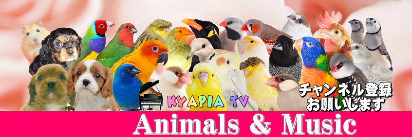KYAPIA TV❤動物と音楽♬120匹のママ🐶🐥's banner