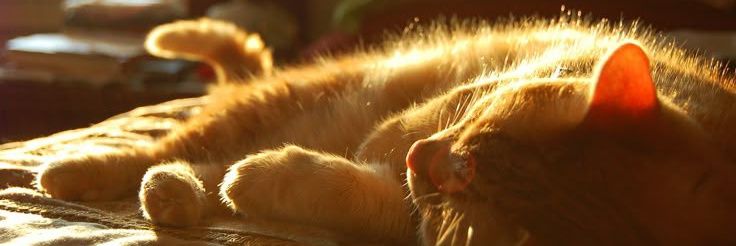 Catranip 🍏's banner
