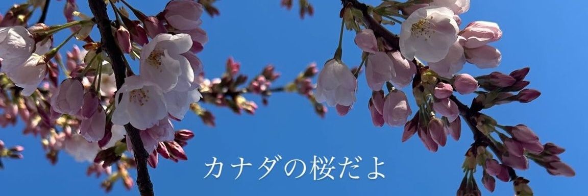 sachi🌷´-'s banner