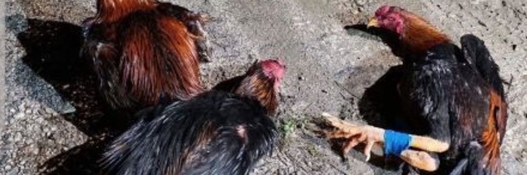 クックハウスokinawa～闘鶏で傷つき捨てられた鶏達の生きる場所～'s banner