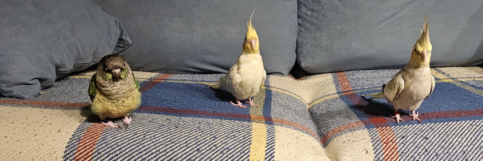 yυĸι 🦜🧶 kawaiiamigurumiis 🪡 AGENDA CERRADA's banner