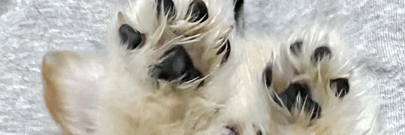 齊藤 なぎさ's banner