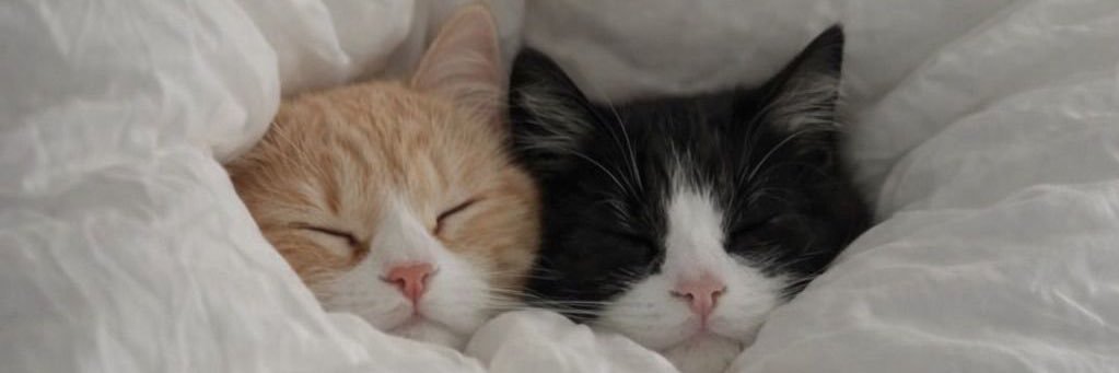 popular cat post's banner