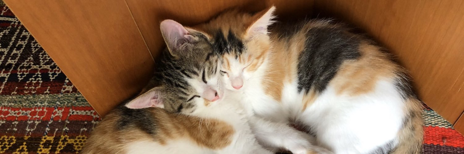 三毛猫姉妹くきくらと飼主の道's banner
