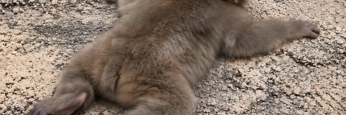 💭's banner