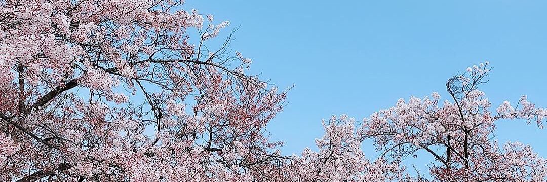 ✨Lieny✨(らいにぃ)'s banner