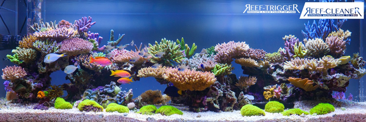 REEF-TRIGGER's banner