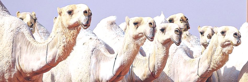 ابو صالح القفاري ..🐪🎖️'s banner