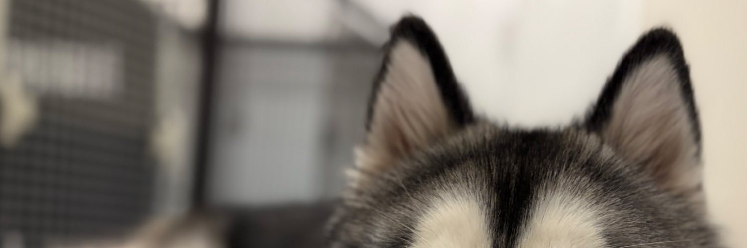 ニシジマユーキ's banner