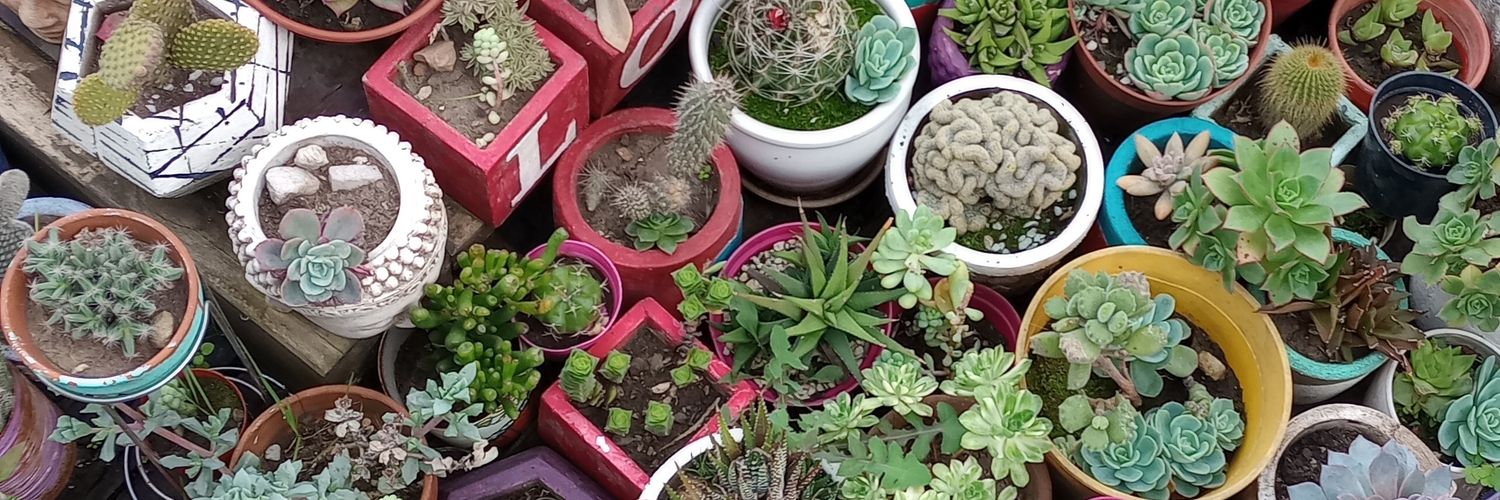 Sil 🌵🌺's banner
