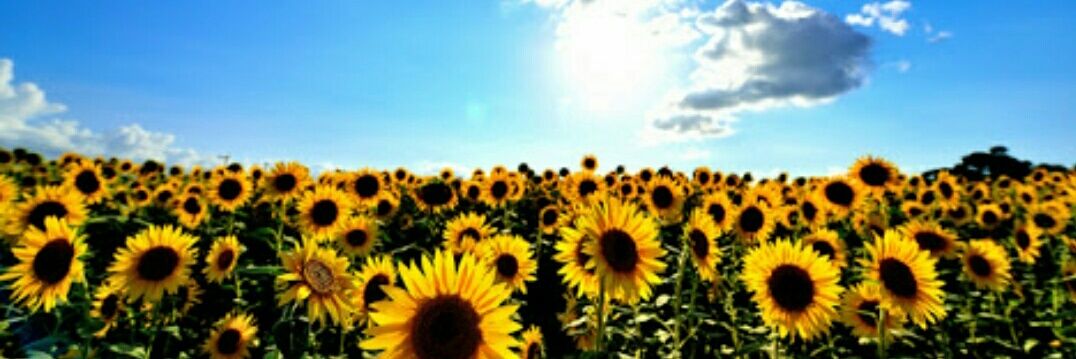 ひまわり🌻ニコ生＠癒し😇うんこ💩ପ₍ᐢ｡•༝•｡ᐢ₎ଓ's banner
