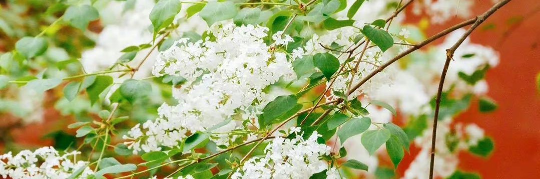 男少妇's banner