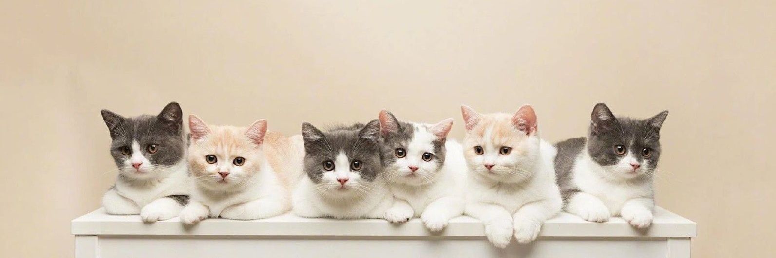 Posts Of Kittens🐾's banner