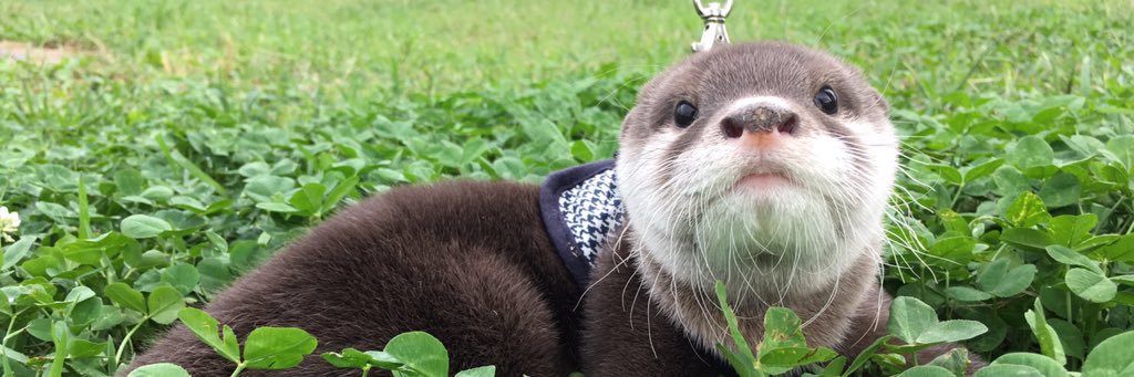 カワウソのウーちゃん's banner