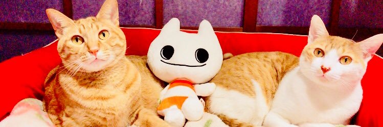 あず🐈🦭🎈歯列矯正リテーナー戦士's banner