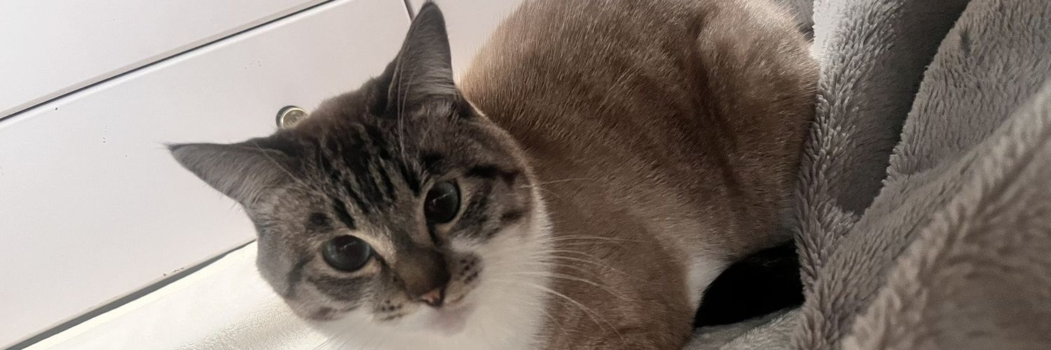 cats 🐈's banner