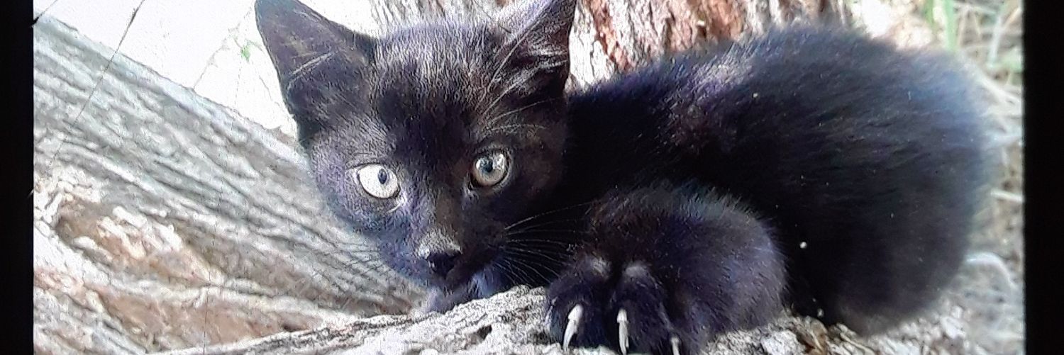 Captain TigBits's banner