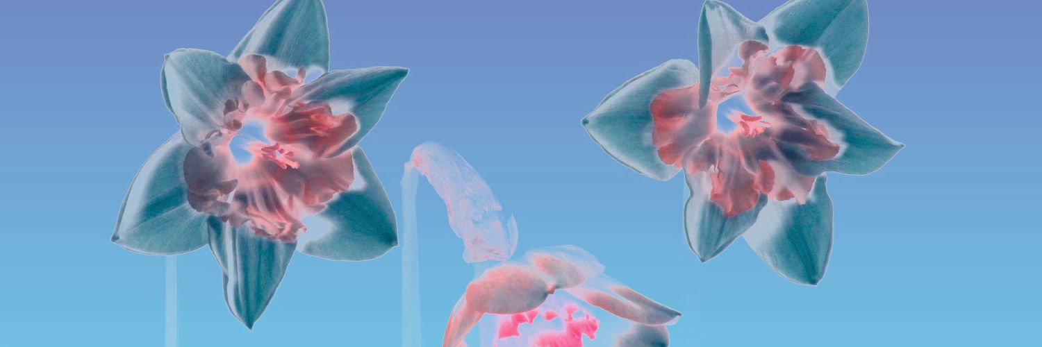 little dragon's banner