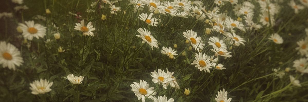 𝓷𝓲𝓪 ⋆𐙚 ̊.'s banner