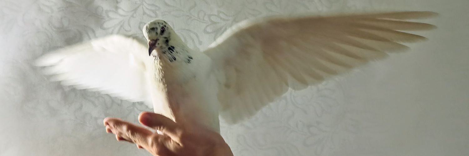 🕊️Голубиная пыль🕊️'s banner