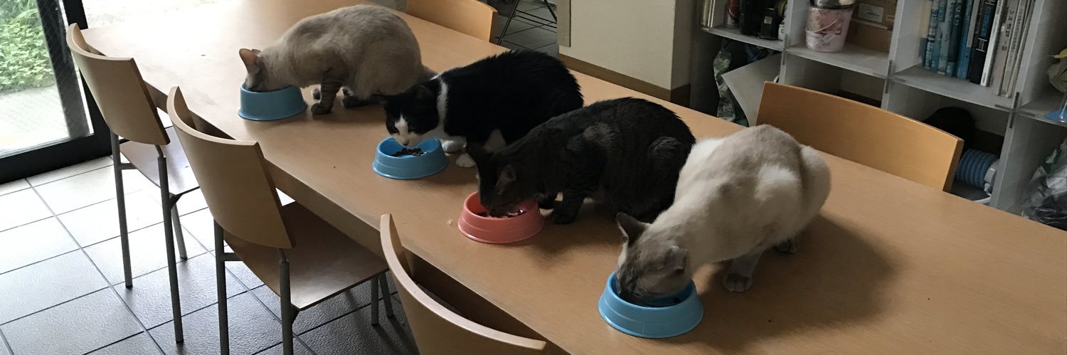 またまた一匹増えて五猫（ｺﾞﾆｬﾝ）のぱぱになりました。's banner
