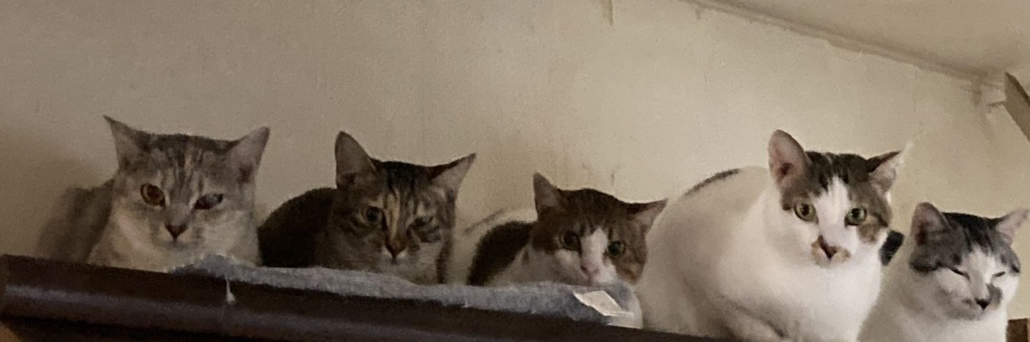里親募集　かわ　かーさん's banner