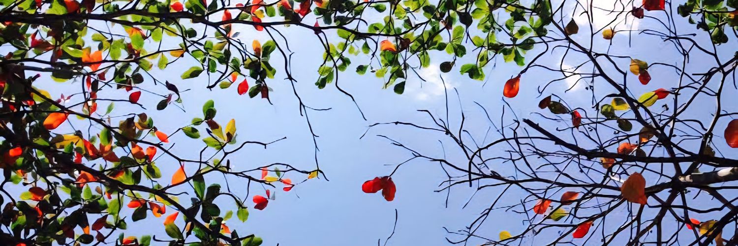 Caramellee's banner
