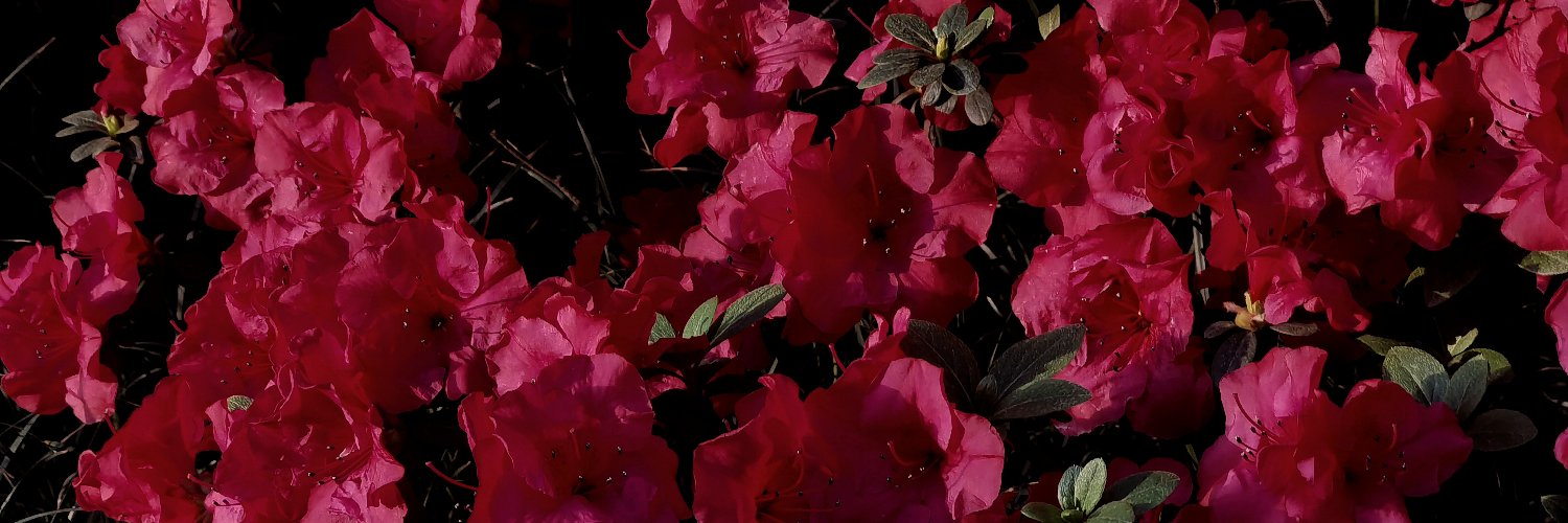 经典水果柿🍅's banner