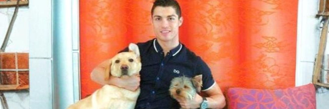 El Bicho's banner