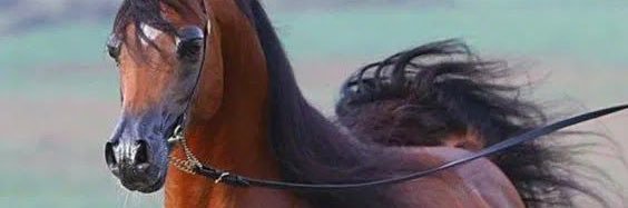 𝔄𝔟𝔲 𝔍𝔞𝔰𝔰𝔞𝔰's banner