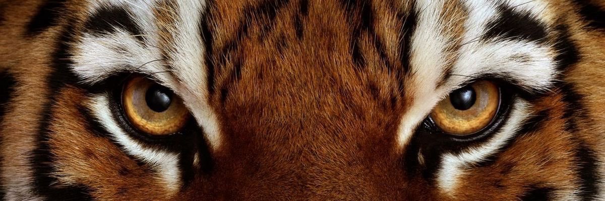 s.'s banner