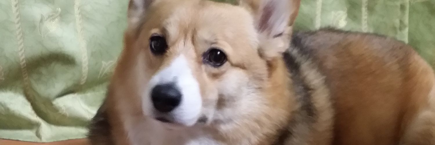 ジャビ 応援ありがとうございました🐶's banner